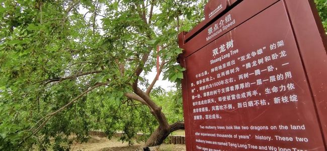 拉大车里番 是车里自愿套上缰绳